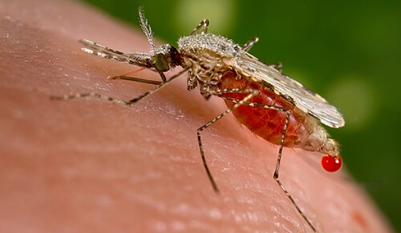 Anopheles Mosquito