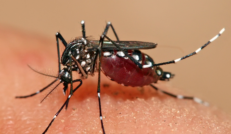 Aedes Aegypti